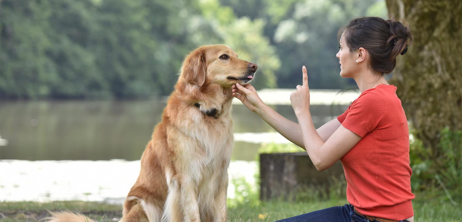 Las Razas de Perro más hermosas, obedientes y amistosas